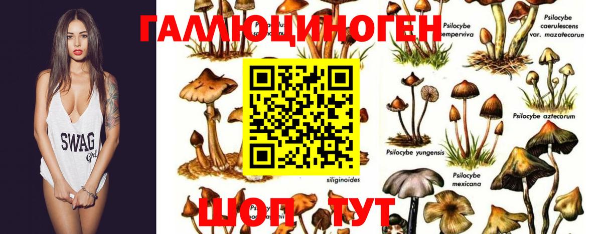 Коряжма  Галлюциногенные грибы Psilocybine cubensis  Псилоцибиновые грибы Cubensis  Вход с VPN 
